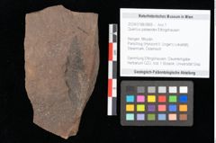 Foto (Objekt + Etikett) von Quercus palaeoilex Ettingshausen (NHMW-GEO-2024-0188-0865)